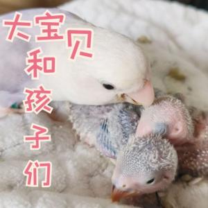 大宝贝和它的孩子们